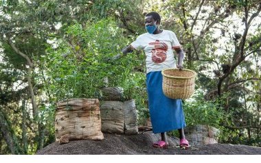 Les Africains en première ligne face à la crise de la biodiversité
