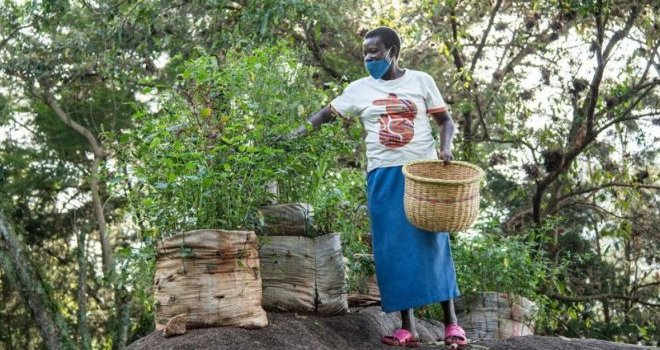 Les Africains en première ligne face à la crise de la biodiversité
Les Africains en première ligne face à la crise de la biodiversité